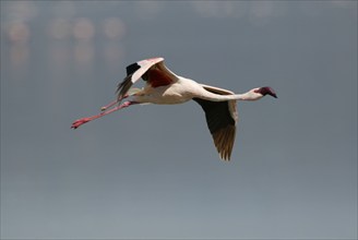 Lesser lesser flamingo (Phoeniconaias minor) at Lake Nakuru, Nakuru National Park, Kenya, Africa