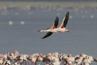 Lesser flamingos (Phoeniconaias minor) Lake Nakuru, Nakuru National Park, Kenya, Africa