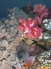 Turkey moray (Gymnothorax meleagris) under soft corals, Sodwana Bay National Park dive site,