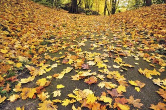 Autumn leaves on the floor, maple (Acer) leaves, Autumnal leaf fall, leaves in autumn colors