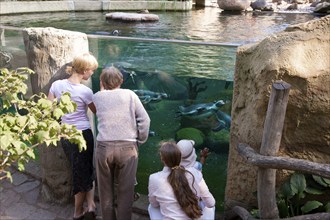 Dresden Zoo, Humboldt Penguins