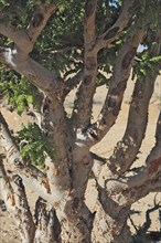 Wadi Dawqah, Incense Tree Cultures, UNESCO World Heritage Site, frankincense (Boswellia Sacra)