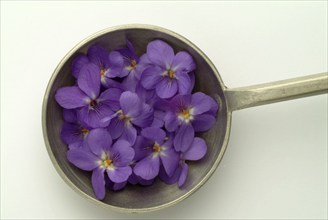 Violet, fragrant violet, medicinal plant, herb, wild plant, medicinal use, Viola odorata, Viola