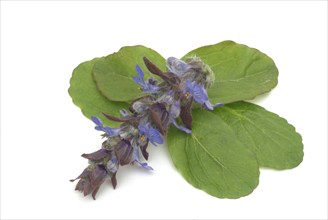 Blue bugles (Ajuga reptans), also known as guilder's goutweed, medicinal plant, infusion of dried