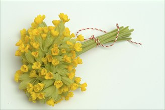 Common cowslip (Primula officinalis), cowslip, apothecary primrose, medicinal plant, flowers