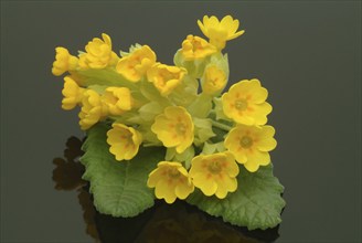 Common cowslip (Primula officinalis), cowslip, apothecary primrose, medicinal plant, flowers