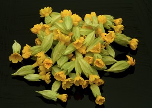 Common cowslip (Primula officinalis), cowslip, apothecary primrose, medicinal plant, flowers