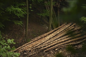 More than 40% of the forest in Sauerland is damaged, but in the Corona crisis many walkers are