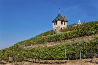 Not far from the Boselspitze, leaning towards the Elbe, is the vineyard known as the Rote Presse.