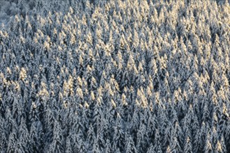 Winter spruce (Picea) (Pinaceae) forest, spruce, pine, snow, winter, Danube valley, Upper Danube