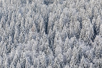 Winter spruce (Picea) (Pinaceae) forest, pine family, snow, winter, dawn, Fridingen, Danube valley,