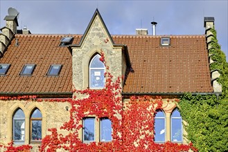 Old house in neo-Gothic style that is overgrown with red autumn leaves, using the example of the