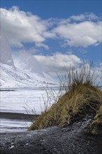 Black sand dune with reed remains, behind it snowy rocky slopes of Vestrahorn, near Höfn,