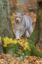 Eurasian lynx (Lynx lynx), in forest at autumn