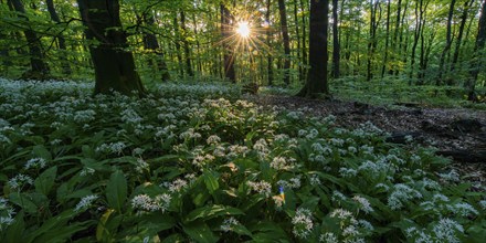 Ramsons (Allium ursinum), flowering in the Teutoburg Forest, beech forest, Asberg, Dissen,