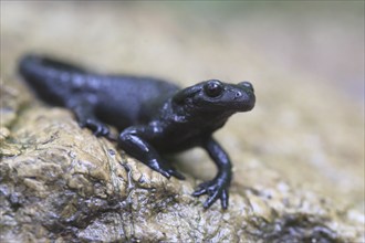 Alpine salamander (Salamandra atra), on rain-wet rock, Chiemgau, Bavaria, Germany, Europe