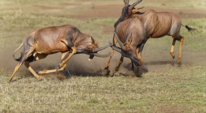 Battle of three Topi lei antelope bulls, Maasai Mara Game Reserve, Kenya, Africa