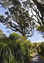 Ship Creek, Walk, Neuseeland