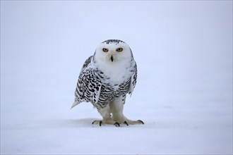 Snowy owl (Nyctea scandiaca), snowy owl, adult, alert, in the snow, foraging, in winter, Bohemian