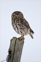 Pygmy Owl (Glaucidium passerinum), adult, in the snow, in winter, perch, alert, Bohemian Forest,