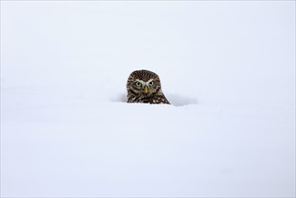 Pygmy Owl (Glaucidium passerinum), adult, in the snow, in winter, portrait, alert, Bohemian Forest,