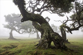 Laurel trees overgrown with moss and plants in the mist, old laurel forest (Laurisilva), stinkwood