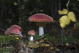 Fly agarics (Amanita muscaria), Emsland, Lower Saxony, Germany, Europe