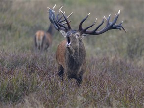 Red deer (Cervus elaphus), capital stag roaring with adult standing in a meadow, Zealand, Denmark,