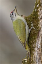 Grey-headed woodpecker (Picus canus), male on a moss-covered rotten tree trunk, biosphere reserve,