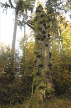 Common beech (Fagus sylvatica) deadwood overgrown with mossy tinder funguses (Fomes fomentarius),