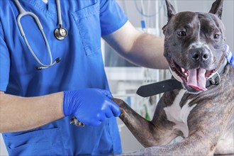 Image of a bulldog being examined by a veterinarian. Veterinary medicine concept. Taking care of