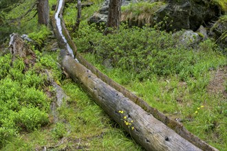 Wooden channel of the Kandelwaal, Martell, South Tyrol, Italy, Europe