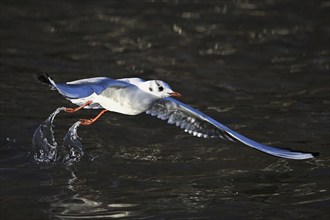 Black-headed Black-headed Gull (Larus ridibundus), in flight, Switzerland, Europe