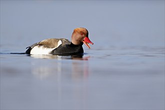 Red-crested pochard (Netta rufina), male swimming, Lake Zug, Switzerland, Europe