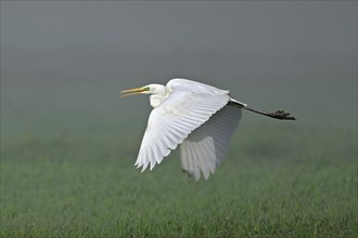 Great egret (Ardea alba), in flight, Switzerland, Europe