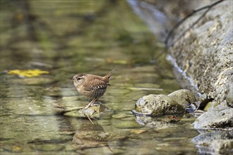 Eurasian wren (Troglodytes troglodytes), sitting on a stone at the edge of a waterhole,