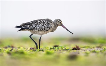 Black-tailed Godwit (Limosa limosa), birds feeding on the beach at low tide, Dawlish Warren, Devon,