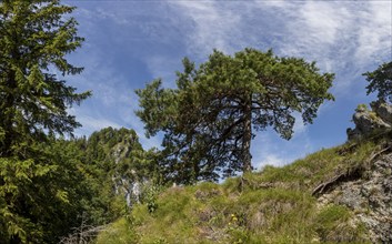 Pine with the summit of the Nockstein, Osterhorngruppe, Flachgau, Land Salzburg, Austria, Europe