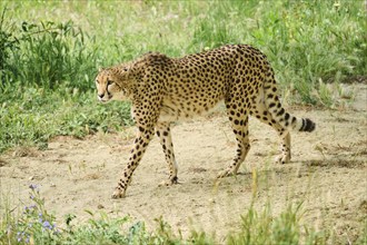 Cheetah (Acinonyx jubatus), walking, captive, distribution africa