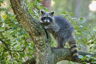 Raccoon (Procyon lotor), climbing curiously on a tree trunk in the forest, Hesse, Germany, Europe