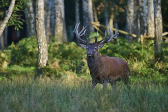 Red deer (Cervus elaphus), with imposing antlers standing in a birch forest, flooded with sunlight