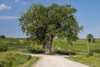 Brayton, Iowa, Tree in the Road. A large cottonwood growing in the middle of an intersection of two