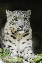 Snow leopard (Panthera uncia), captive, occurring in Asia