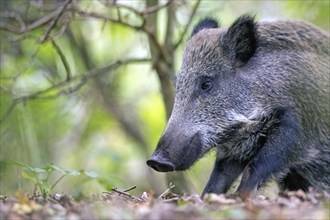 Wild boar (Sus scrofa) awakes in oak leaves, Prerow, Germany, Europe