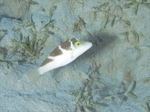 Pointed puffer fish (Canthigaster cyanospilota), House reef dive site, Mangrove Bay, El Quesir, Red