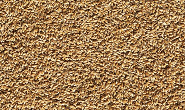 Grains of wheat, Wheat, Abstract background, Graphic elements, Texture background, Austria, Europe