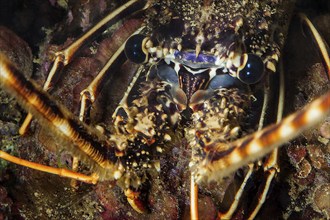 Extreme close-up of head portrait eyes of Common European spiny crayfish (Palinurus elephas),