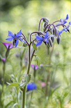 Flower of borage (Borago officinalis), also boretsch, borage, family of the broad-leaved plants,