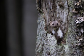 Beech marten (Martes foina), Bitburg, Rhineland-Palatinate, Germany, Europe