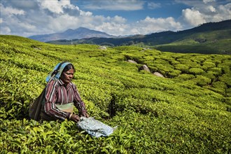 KERALA, INDIA, FEBRUARY 18, 2014: Unidentified Indian woman harvests tea leaves at tea plantation